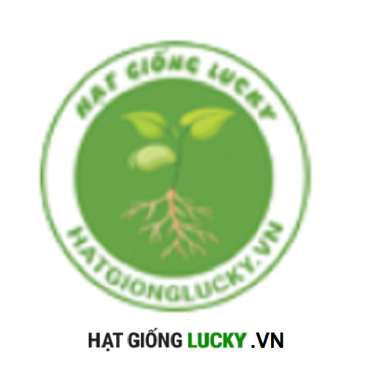hat-giong-lucky.
